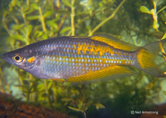 Coburg Aquarium | Parkinsons Rainbowfish - Yellow Form | Shop rainbowfish online
