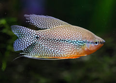 Coburg Aquarium | Pearl Gourami | Shop tropical aquarium fish online