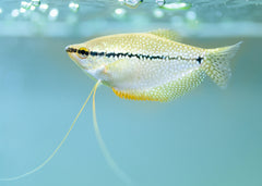 Coburg Aquarium | Pearl Gourami | Shop tropical aquarium fish online