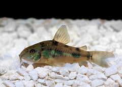 Coburg Aquarium | Peppered Corydoras | Live aquarium fish online