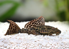 Coburg Aquarium | Pleco | Shop live aquarium fish online