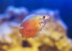 Coburg Aquarium | Red Flame Dwarf Gouramis | Shop Tropical Aquarium Fish online