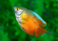 Coburg Aquarium | Red Flame Dwarf Gouramis | Shop Tropical Aquarium Fish online