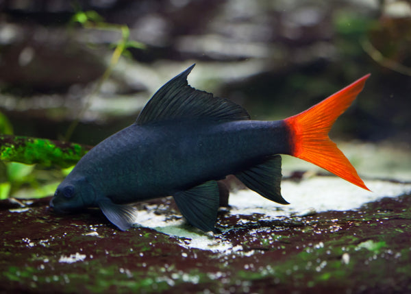 Black Shark Small Freshwater Shark Coburg Aquarium Shark Redtail Black