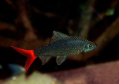 Coburg Aquarium | Redtail Black Shark | Shop tropical aquarium fish online