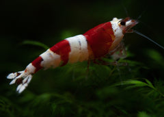 Coburg Aquarium | Shrimp - Wine Red | Shop freshwater aquarium shrimp online