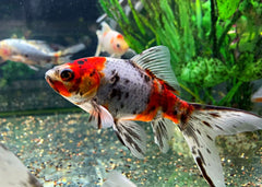 Shubunkin | Live Goldfish | coburgaquarium.com.au | Live Fish in Australia | Freshwater | Cold Water Fish | Plants | Aquaponics | Coburg Aquarium