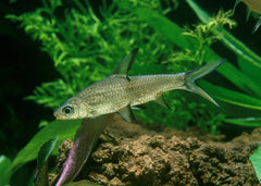 Coburg Aquarium | Silver Shark | Shop tropical aquarium fish online