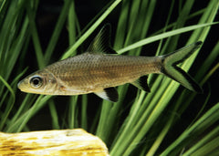 Coburg Aquarium | Silver Shark | Shop tropical aquarium fish online