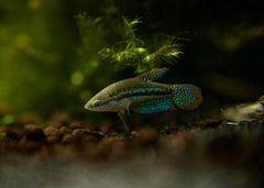 Coburg Aquarium | Sparkling Gouramis | Shop tropical aquarium fish online