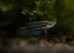 Coburg Aquarium | Sparkling Gouramis | Shop tropical aquarium fish online