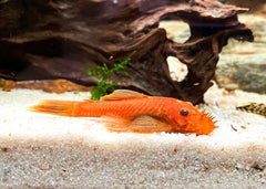 Coburg Aquarium | Super Red Bristlenose Catfish | Shop live aquarium fish online