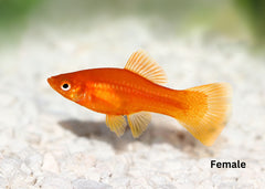 Swordtail FIsh Assorted| Aquarium Fish| Freshwater fish| coburgaquarium.com.au|Pet Fish online| Coburg Aquarium| Live Fish Store| Buy Fish online