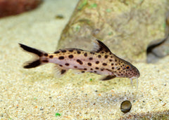 Coburg Aquarium | Synodontis Multipunctatus - Cuckoo Cat | Shop live aquarium fish online