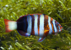 Coburg Aquarium | Tuskfish Harlequin | Shop marine aquarium fish online