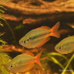 Coburg Aquarium | Eastern Rainbowfish | Shop rainbowfish online