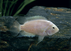 White Convict | Cichlid Fish | Live fish online | Aquarium Shop | coburgauqarium.com.au|Aquarium Shop | Aquarium FIsh for sale | Tropical fish store | Freshwater Fish | Coburg Aquarium