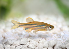 Coburg Aquarium | Zebra Danio | Live Aquarium Fish Online