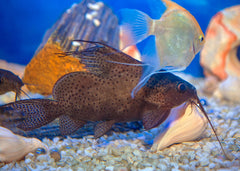 Coburg Aquarium | Featherfin Catfish | Shop live aquarium fish online