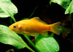 Comet Golden