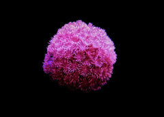Medium Golfball Coral - Goniopora species - Assorted