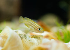 Lamprologus Similis
