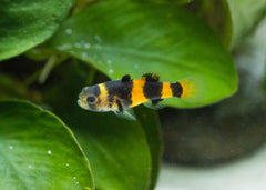 Goby - Dwarf Freshwater Bumble Bee