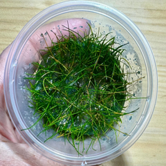 Echinodorus tenellus pygmy chain sword tissue culture cup with fine grass-like bright green aquarium plant leaves
