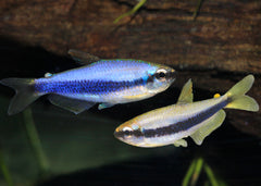 Emperor Tetra - Blue Kerri small white blue fish with dark blue stripe across it's stripped body.