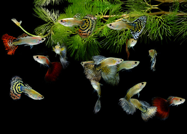 Guppies sales aquarium supplies