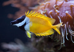 Siganus vulpinus Foxface | Marine fish for sale online | Coburg Aquarium