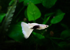 Guppy Male Luminous White