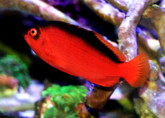 Flame Hawkfish | Marine fish for sale online | Coburg Aquarium