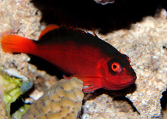 Flame Hawkfish | Marine fish for sale online | Coburg Aquarium