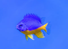 Kupang Damsel | Marine fish for sale online | Coburg Aquarium