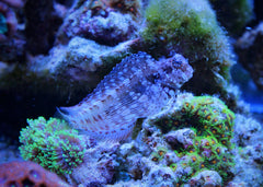 Lawnmower Blenny | Marine fish for sale online | Coburg Aquarium