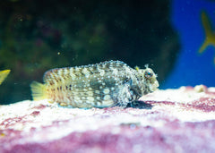 Lawnmower Blenny | Marine fish for sale online | Coburg Aquarium