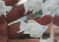 Molly - Platinum Crystal Eye Lyretail | Coburg Aquarium