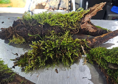 Shop live moss on natural driftwood delivered to your door. Perfect for tropical terrariums, vivariums, and bioactive reptile & amphibian habitats.