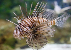 Pterois volitans Lionfish | Marine fish for sale online | Coburg Aquarium