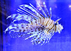 Pterois volitans Lionfish | Marine fish for sale online | Coburg Aquarium