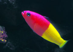 Royal Dottyback | Marine fish for sale online | Coburg Aquarium