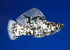 Coburg Aquarium | Sailfin Molly | Live fish online