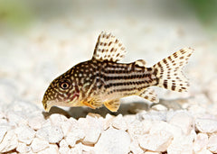 Coburg Aquarium | Sterbai corydoras | Live fish online