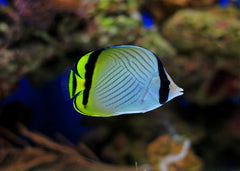 Vagabond Butterflyfish | Marine fish for sale online | Coburg Aquarium