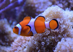 Orange ocellaris | Marine fish for sale online | Coburg Aquarium