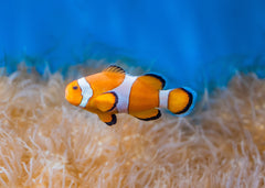 Orange ocellaris | Marine fish for sale online | Coburg Aquarium