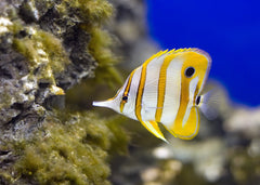 copperband butterflyfish | Marine fish for sale online | Coburg Aquarium