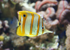 copperband butterflyfish | Marine fish for sale online | Coburg Aquarium