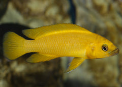 Lemon Cichlid - Neolamprologus Leleupi
